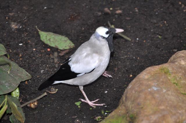 min 2013 07 06 beauval 086